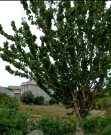 Maştağada Həyət evi, -7