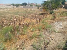 Türkanda torpaq satilir, -3