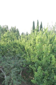 Gəncə şəhərində 1 hektar ərazidə 3 həyət evi olan kompleks satılır, -17